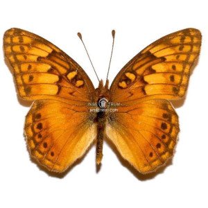 EUPTOIETA HEGESIA MERIDIANIA